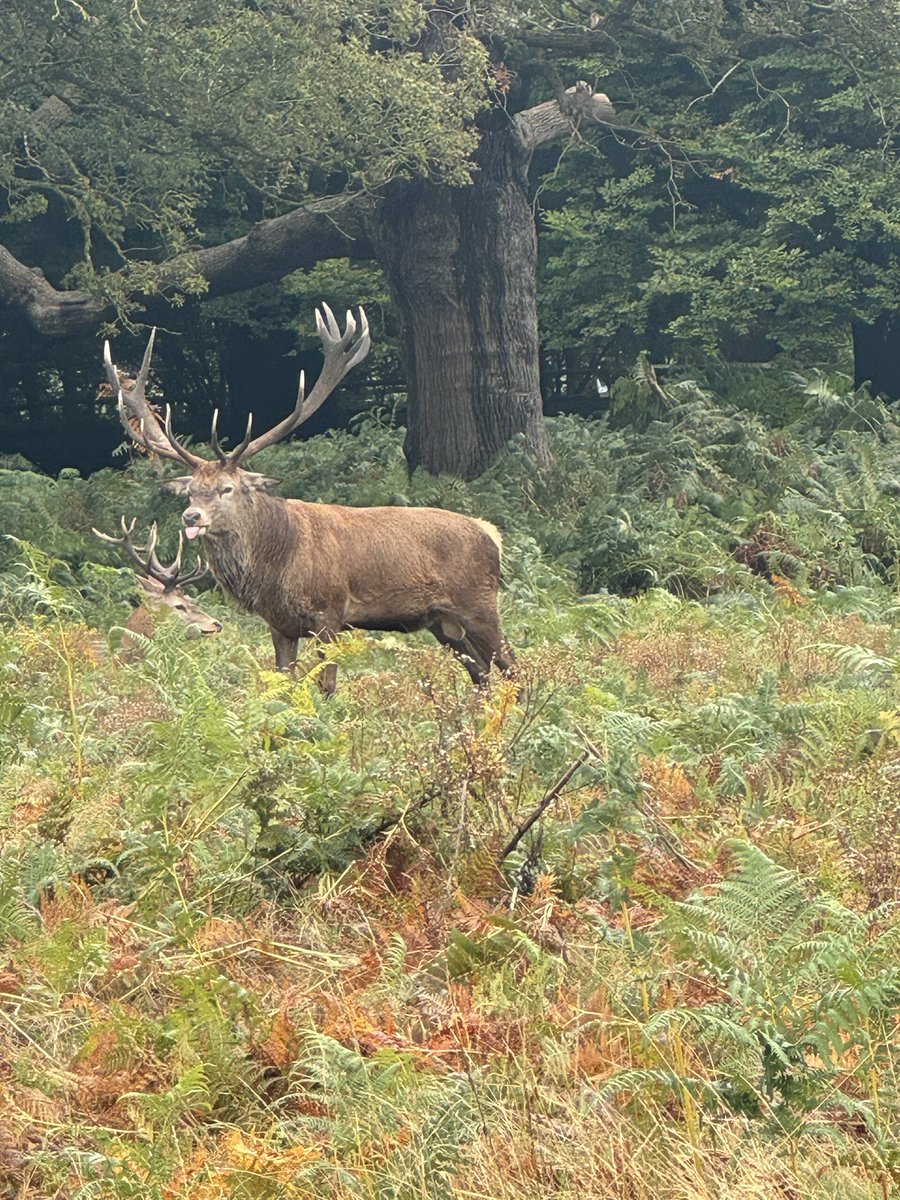 Stunning stag poking its tongue out in #richmondpark zoomed in as didn’t want to get too close. Beautiful creature ❤️👅