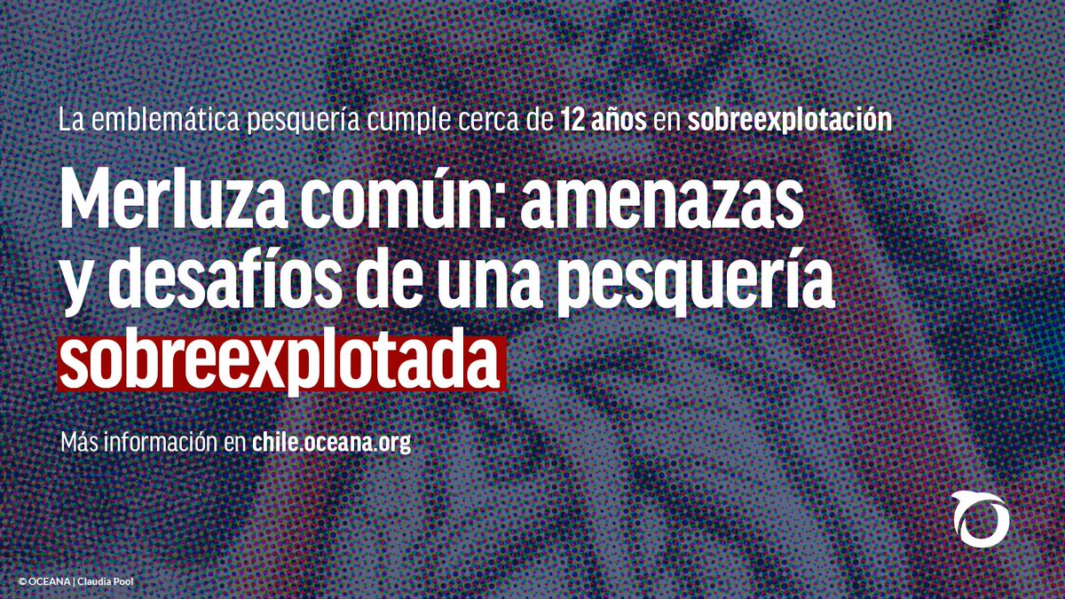 #Pesquerías | La merluza común enfrenta una grave sobreexplotación.

🚨 Es urgente limitar la pesca de arrastre de fondo y enfrentar el comercio ilegal de esta especie.

Conoce más aquí: chile.oceana.org/blog/merluza-c…