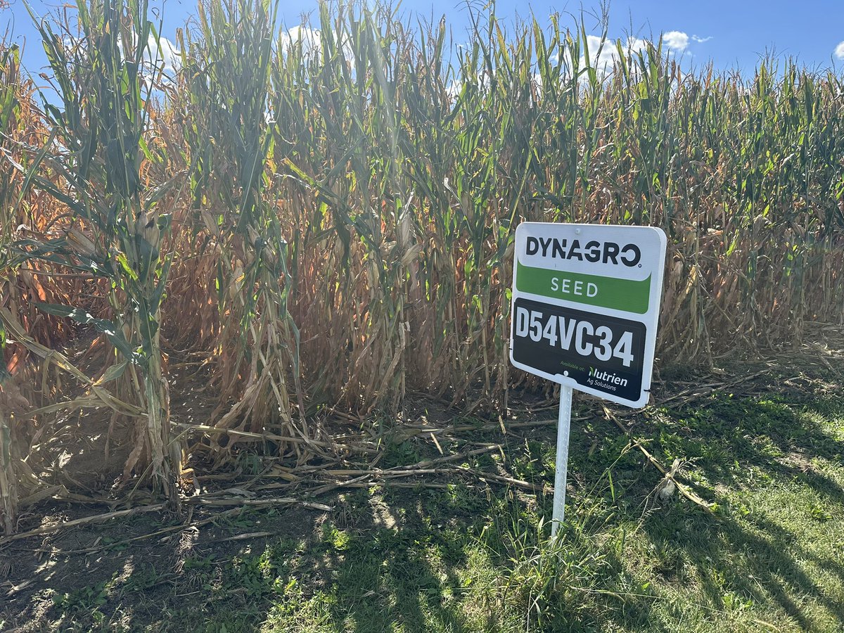 Stop #5. Mount Union, Iowa!  My estimate was 244.  34,000 ears pretty consistently.  Heaviest tar spot pressure I’ve been in this week.