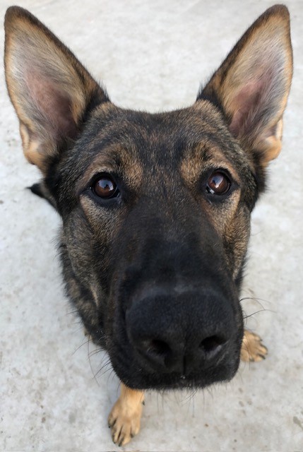 PD Gas had a busy night last night supporting Team 4 Grimsby. One Male in custody for multiple burglaries. A vehicle seized for no insurance,  another male arrested after an attempt break in. Along with other several positive results.