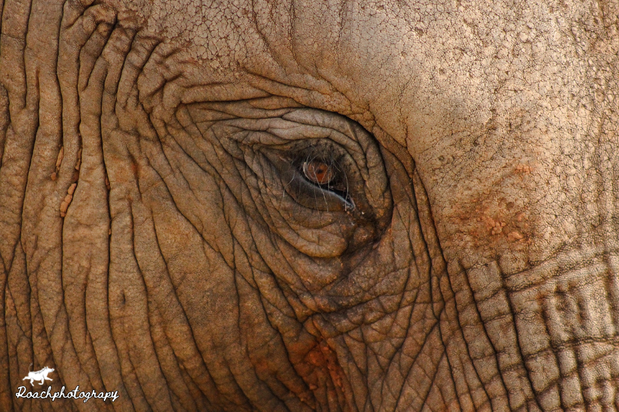 What do you think they see when they look at us? #roachphotography #elephants #wildearth #Safari #wildlifephotography #nature #Savannah #picoftheday #animals #wildanimals #Wanderlust #PHOTOS #blupebblestours 📸Addo Elephant National Park #addo