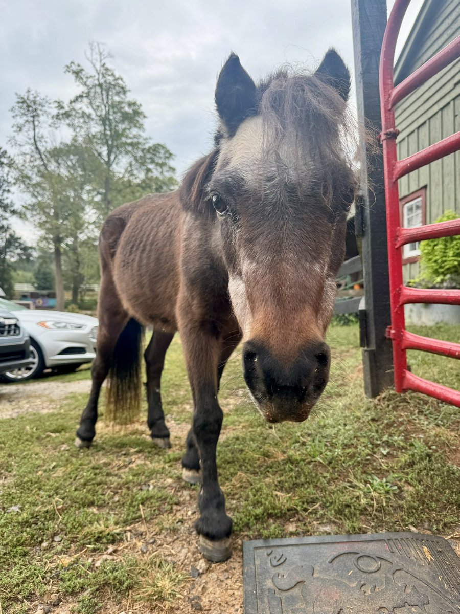 Laura_FitzG's tweet photo. This is Brownie and she has my entire heart with her teeny tiny little ears!!! https://t.co/vOMZO2KuMP