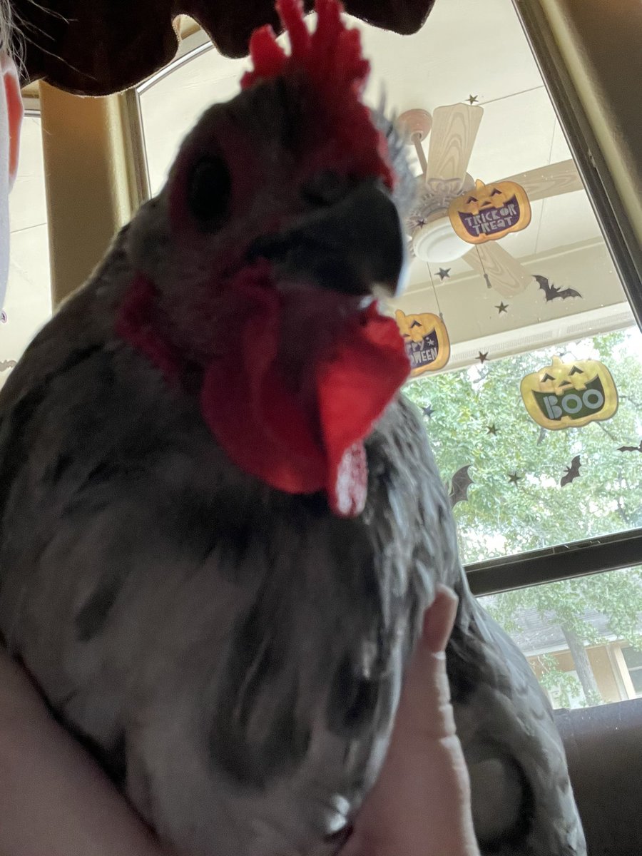 mcnsterbane's tweet photo. // look at my chicken https://t.co/UAJu61eBm6