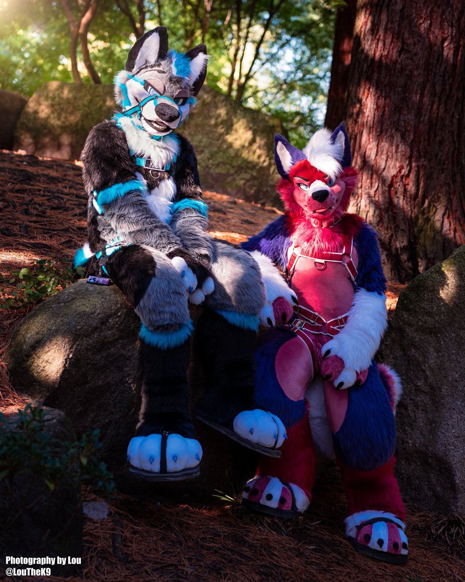 "~Who let the dogs out?~"

I can't say how amazed I am myself how well those pictures turned out. 😍

Starring <a href="/KnoxTheWolf/">Knox 🔜 MFF</a> &amp; <a href="/ZackHusky/">Wacky Zacky</a> ! 🐺🐶