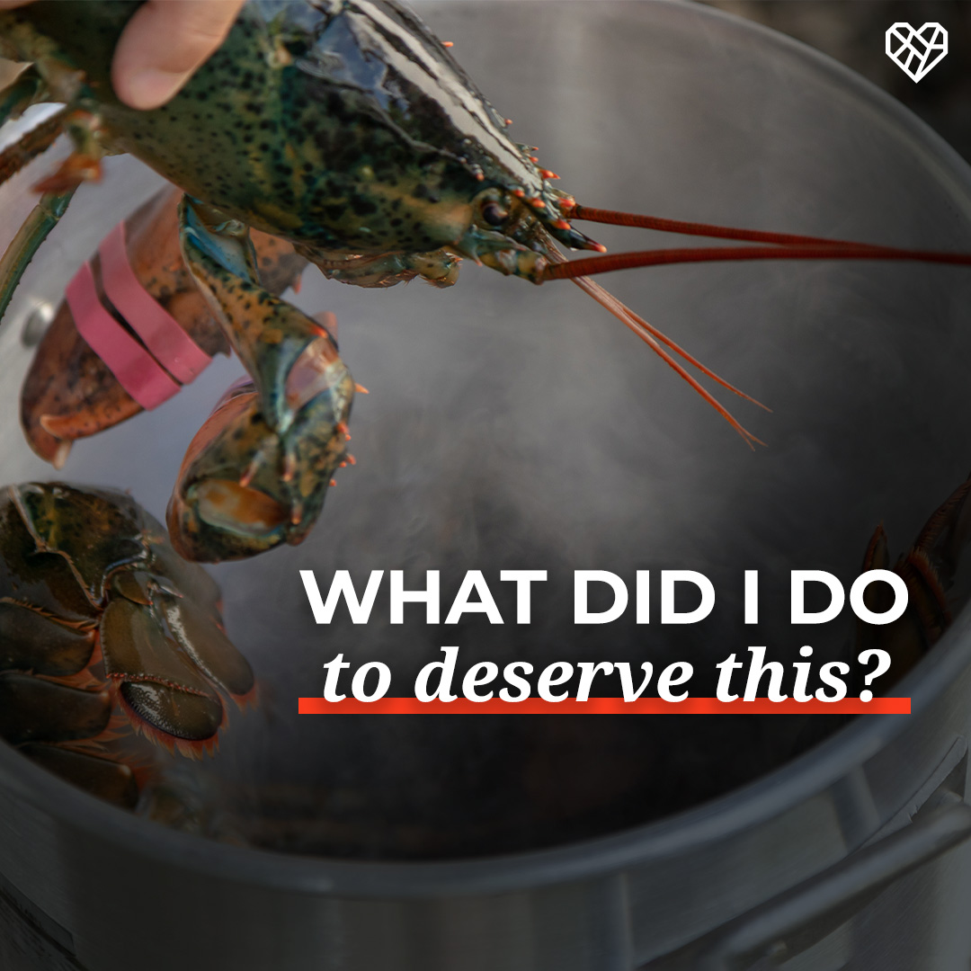 Lobsters, crabs, and crayfishes are commonly boiled or steamed to death. These animals aren't able to go into shock, so they feel excruciating pain for their final 30-45 seconds of life—sometimes even longer.
Do we really think this is acceptable?
#NationalLobsterDay