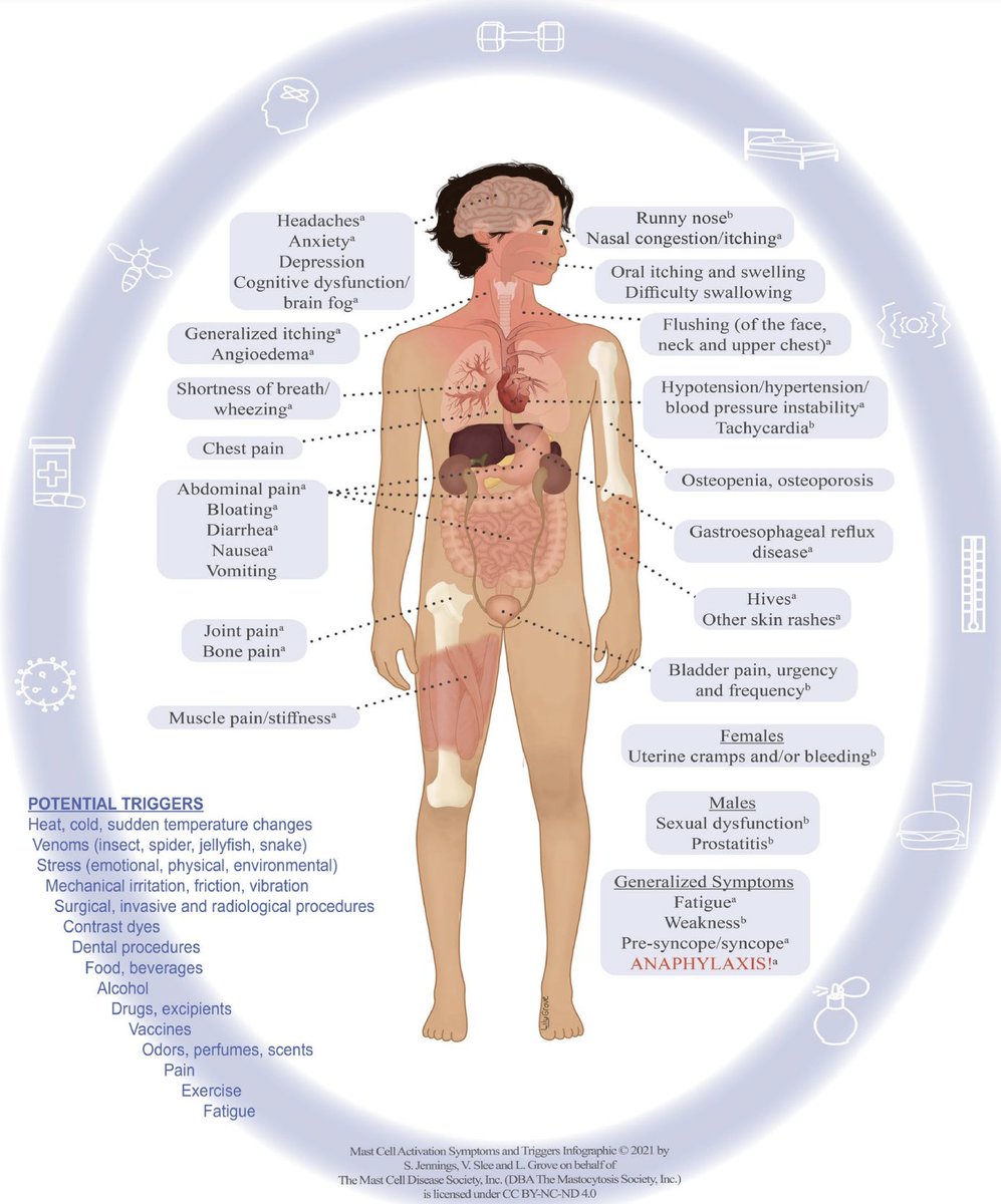 chydorina's tweet image. If your mast cells are FLUSHING your skin or causing rashes on the outside - just imagine what is happening on the inside.

Mast cells are immune cells. They are the &apos;first responders&apos; of the immune system and help protect us from pathogens, allergens, and environmental triggers.…