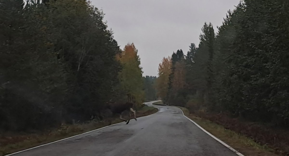 MaaritLiimatai1's tweet photo. Olin tänään @LukeFinland #Ruukki koeasemalla pohtimassa mitä kuluneiden 6 vuoden satonäytteiden kanssa tehdään, miettimässä tulevia investointeja, suunnittelemassa #ViljaPäästö ja #ENARI kenttämittauksia ja syömässä pizzaa Kreivin Ajassa (!). Matkalla tuli pari hirveä vastaan 🫎 https://t.co/otQaQUwHtt