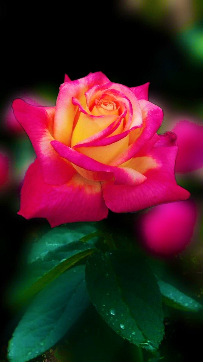 Rose “Monica” and her beautiful intertwined colors