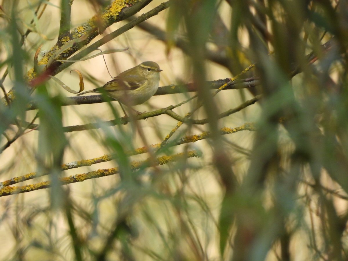 colindavison62's tweet photo. Peek-a-broo!! One of at least six yellie broos (yellow browed warblers) at scoughall today, with a better pic of another. Also brambling. https://t.co/HmfscIj1tR