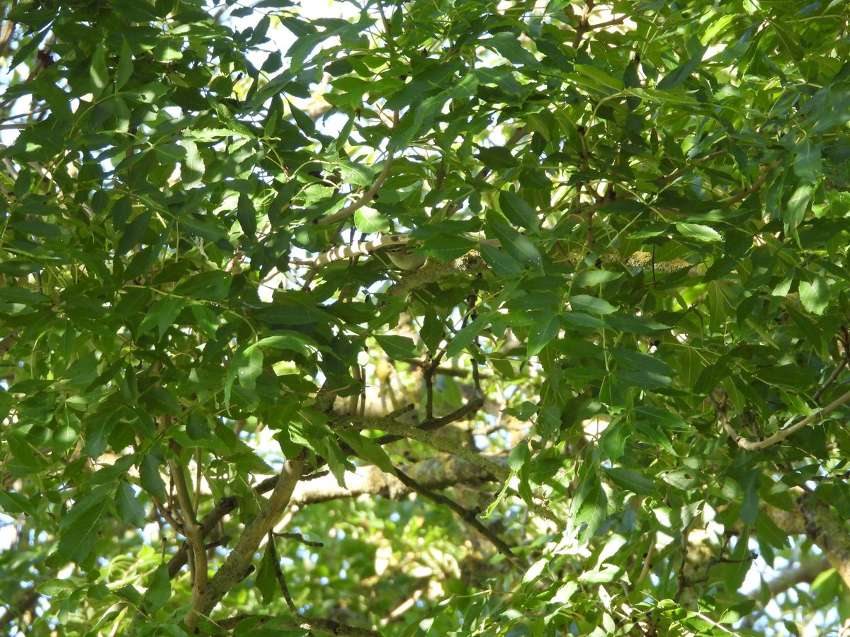 colindavison62's tweet photo. Peek-a-broo!! One of at least six yellie broos (yellow browed warblers) at scoughall today, with a better pic of another. Also brambling. https://t.co/HmfscIj1tR