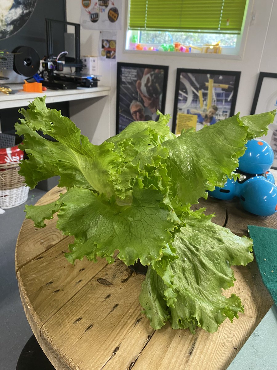 Year 6 Hengoed Primary (@class7_hengoed) on Twitter photo One of the fantastic lettuces grown by our Year 5 in our school allotment! #healthyschool #growyourown <a href="/HengoedPrimary/">Hengoed Primary</a> One of the fantastic lettuces grown by our Year 5 in our school allotment! #healthyschool #growyourown <a href="/HengoedPrimary/">Hengoed Primary</a>