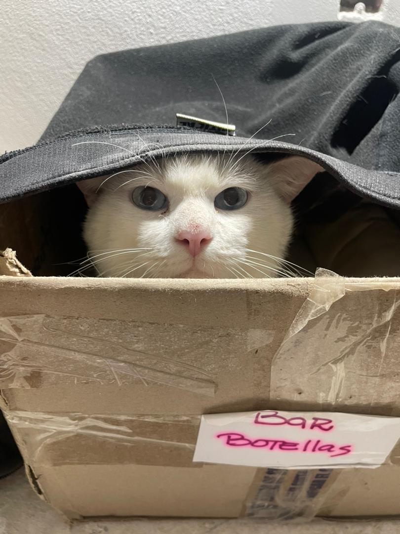 Difundo. Este peludo al continúa resguardado en la Trinidad por si Alguien sabe de su dueño que lo estén buscando, lo tiene el Sr. Luis aquí su contacto: +58 414-3225422