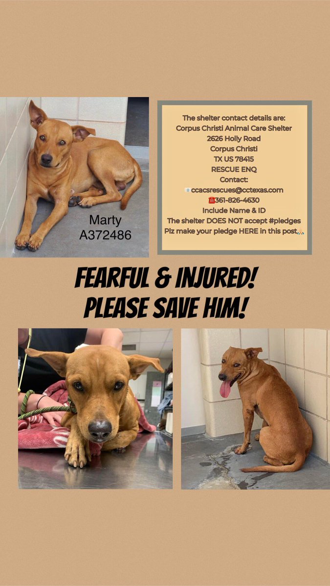 SamfromSpain's tweet photo. Injured 2 yo PB mix MARTY #A372486 needs our help‼️
Taken into Corpus Christi ACS w/ puncture wounds on chest now healing
Fearful
Allows little handling
What has he been thru??😢
Don’t let him be killed 9/30‼️
PLZ PLEDGE
#RESCUE
#FOSTER
Or #ADOPT & let him feel secure & ❤️! https://t.co/MRRQt3MtMC