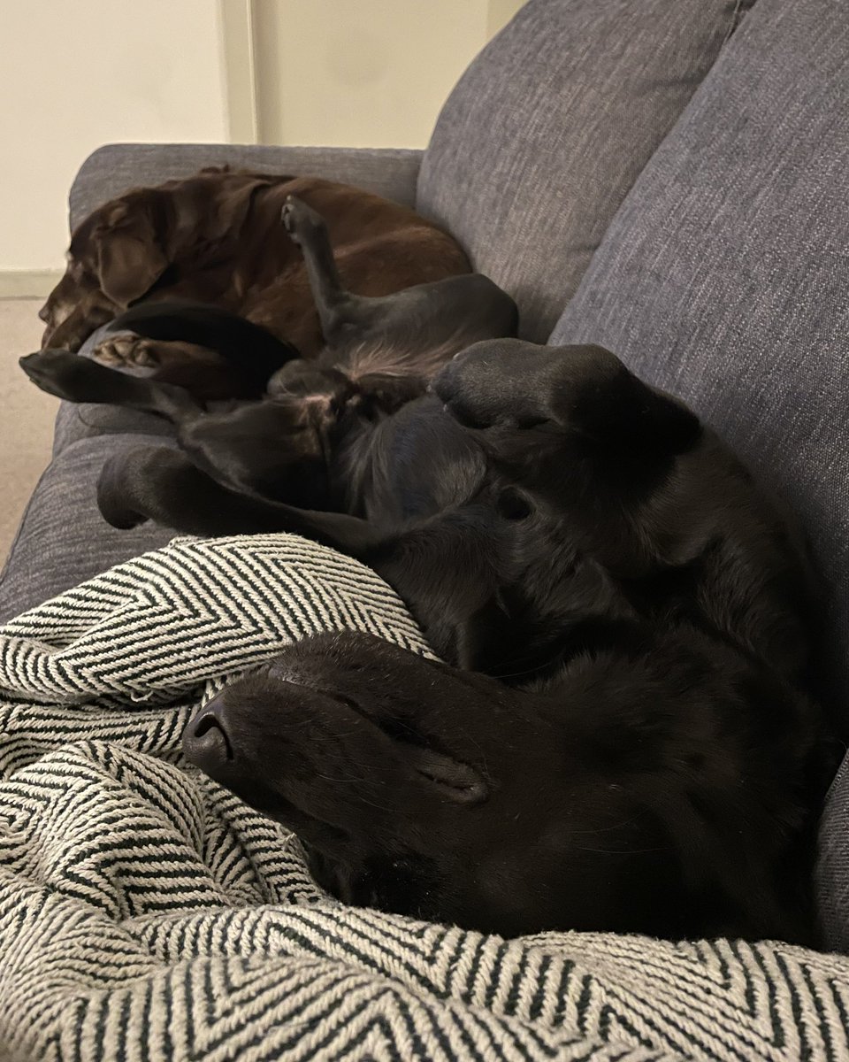 Home sweet home.  When you’ve been away for days and then finally get to reunite on the sofa ❤️  Bliss!