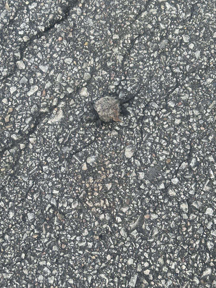 BTapintofitness's tweet image. Got in a lunchtime run for once &amp;amp; then completely forgot to have lunch 😂

Planning to do run #2 after work! 🙌🏼

5 Miles for my midday run ✅🏃🏼‍♀️‍➡️

Can you see the baby snapping turtle? 🐢 
#fallrunning #stackthemiles #runchat
