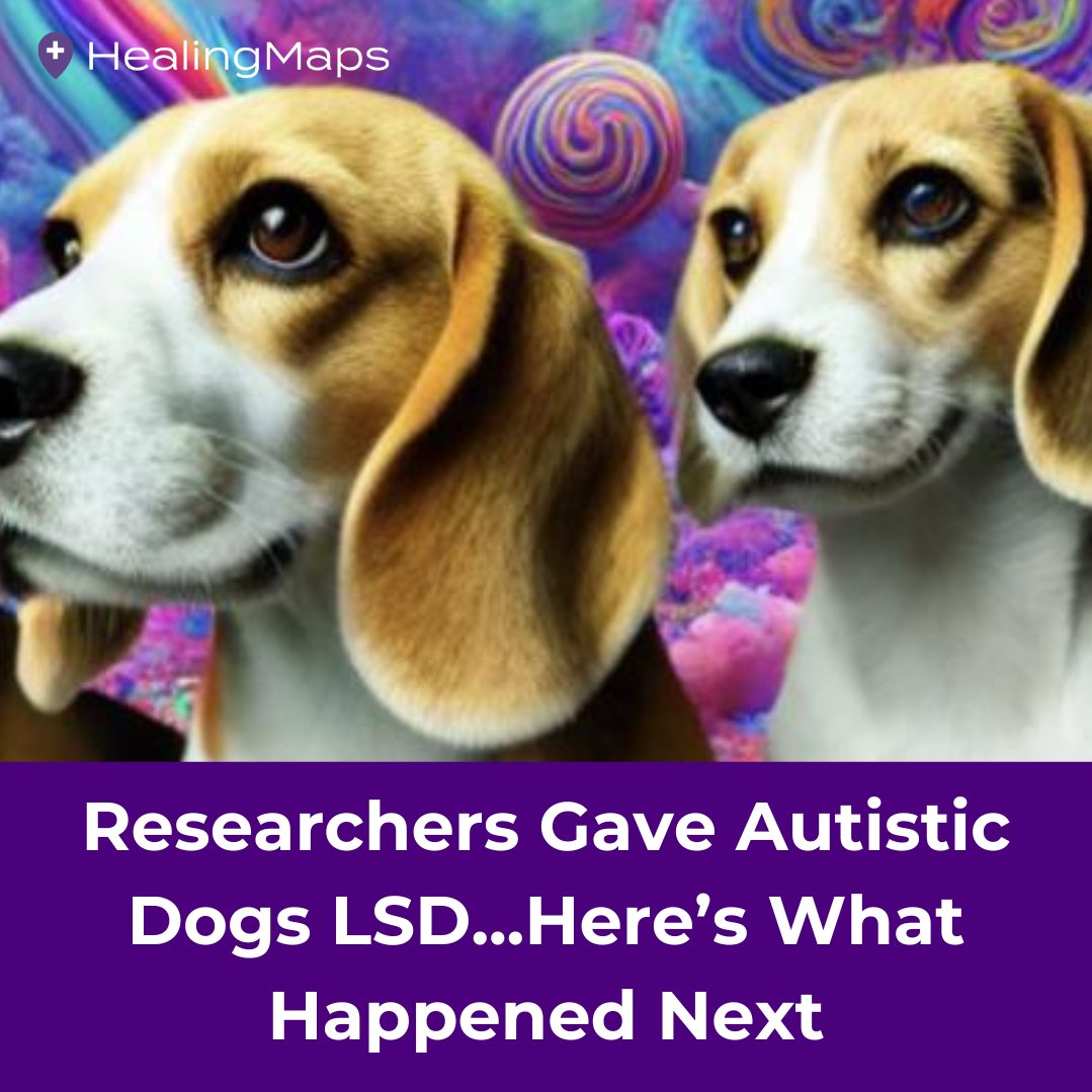 In a groundbreaking study, researchers gave LSD to dogs with autism-like traits to see how it influenced brain activity during bonding moments like petting and eye contact. Here's what they discovered: healingmaps.com/researchers-ga…