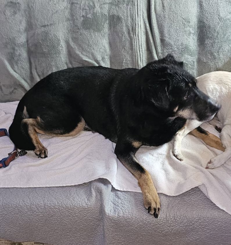 BOLO!! Roselyn is missing from the Wilmington/Tewksbury line on Cabot Rd in Tewksbury. She is 13 years young and going blind and deaf. She is nervous with strangers so please do not call or chase her. If seen please call (603)866-9982 or Animal Control at (978) 215-9639.