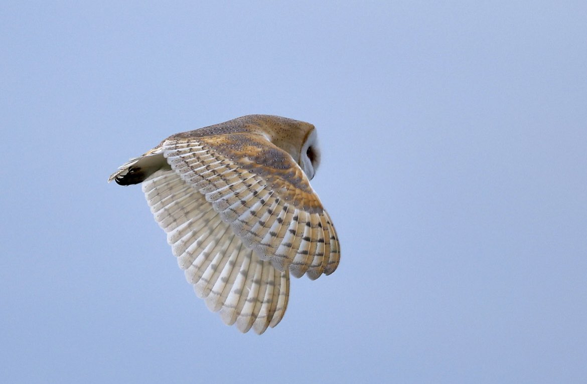ScratchDial (@scratchtrev) on Twitter photo At Bempton this evening my search for the elusive leaf warbler was interrupted by this hunting Barn Owl. Surprisingly close views, I froze and snapped a few pics. Watched it take and devour a Short-tailed Vole! At Bempton this evening my search for the elusive leaf warbler was interrupted by this hunting Barn Owl. Surprisingly close views, I froze and snapped a few pics. Watched it take and devour a Short-tailed Vole!