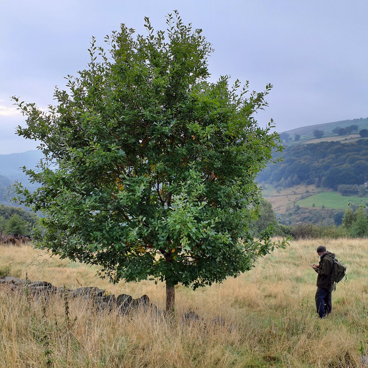 forus_tree's tweet photo. More botanical surveys with peachy Steve today. It's been a pleasure surveying lots of sites with someone so knowledgeable about fungi and flora. Many sites we look at are not suitable for tree planting or only in limited areas due to existing priority habitats and #CHEGD fungi. https://t.co/7QQycz3jYo
