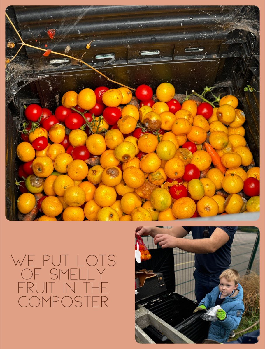 Mr Furley brought out all the smelly fruit and we put it all into our compost bin 🗑️ 🍊 🍅 <a href="/MissWalker_KWP/">Miss Walker</a> <a href="/MissClayKWP/">MissClayKWP</a> <a href="/KingswoodParksP/">Kingswood Parks Primary School</a>