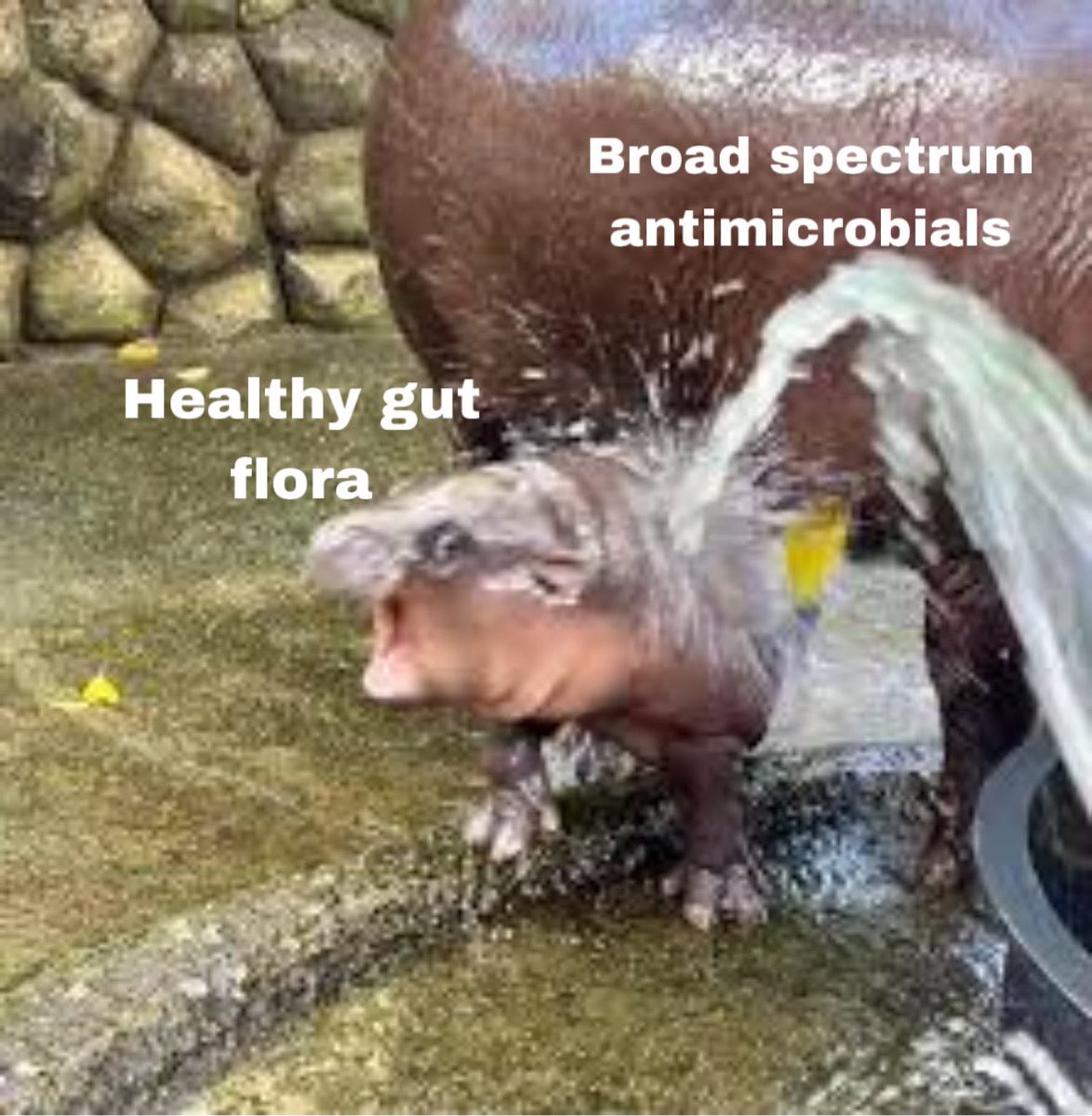 Carlee Shifko, PharmD tweet media