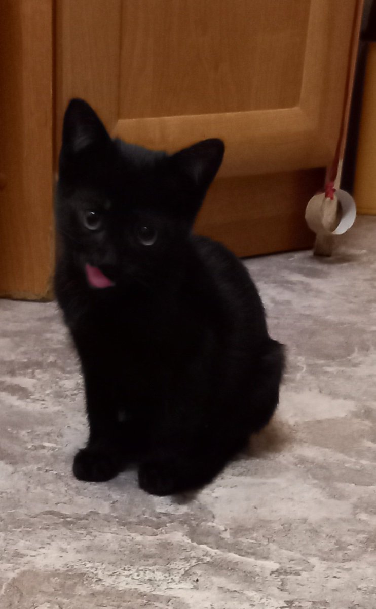 antip_2's tweet photo. Доброго вечера, твиттеряне!😽 https://t.co/n3LNqgRNb6