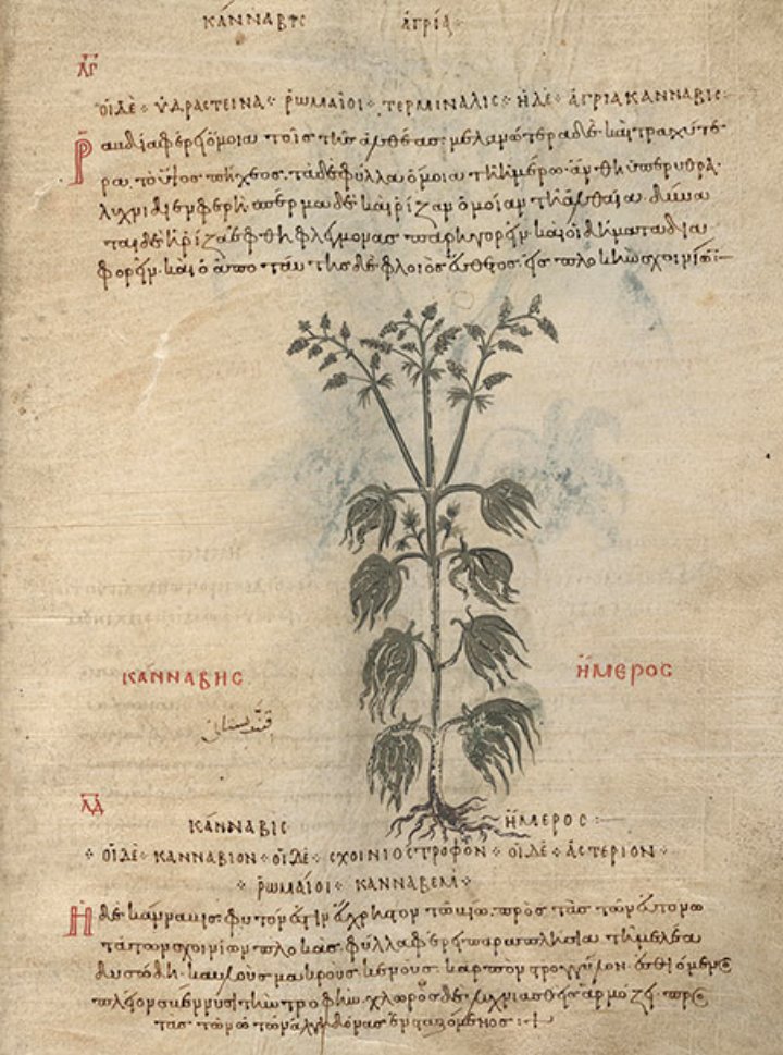 CannaWorld4's tweet photo. Cannabis Sativa from "De Materia Medica" by Dioscorides, about 75AD
#NotANewIndustry https://t.co/GkDJ89Heai