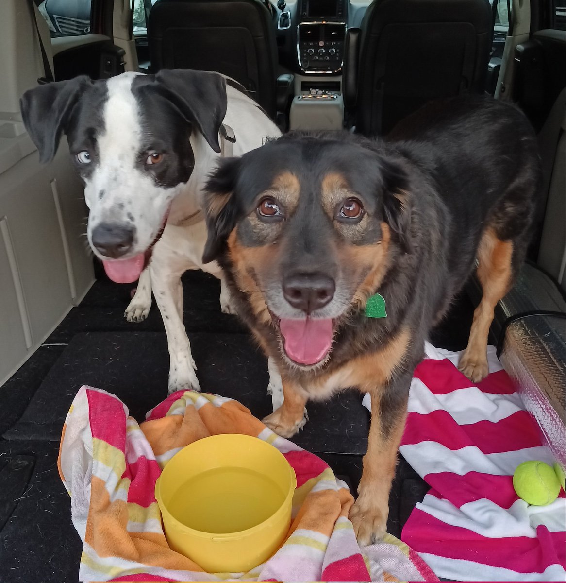 Who wants to go for a ride?