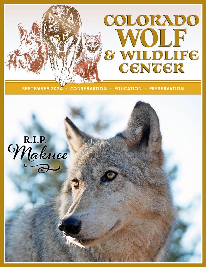 SamanthasLaw's tweet image. #CWWC 

wolfeducation.org