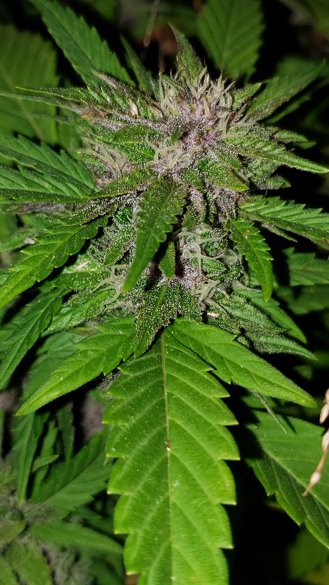 MarijuanaSeeds's tweet photo. Purple Phenotype Orange Theory 🧡.
https://t.co/rkswr3Gsk4 https://t.co/VgxdKVt89i