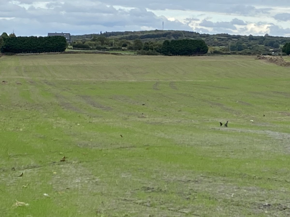 Grass seed just beginning to appear above ground in Co Roscommon this evening, don’t forget the final part of the jigsaw which is particularly important this time of year - post emergence spray to control weeds as they will often overtake grass over winter months <a href="/Germinal_Ire/">Germinal Ireland</a>