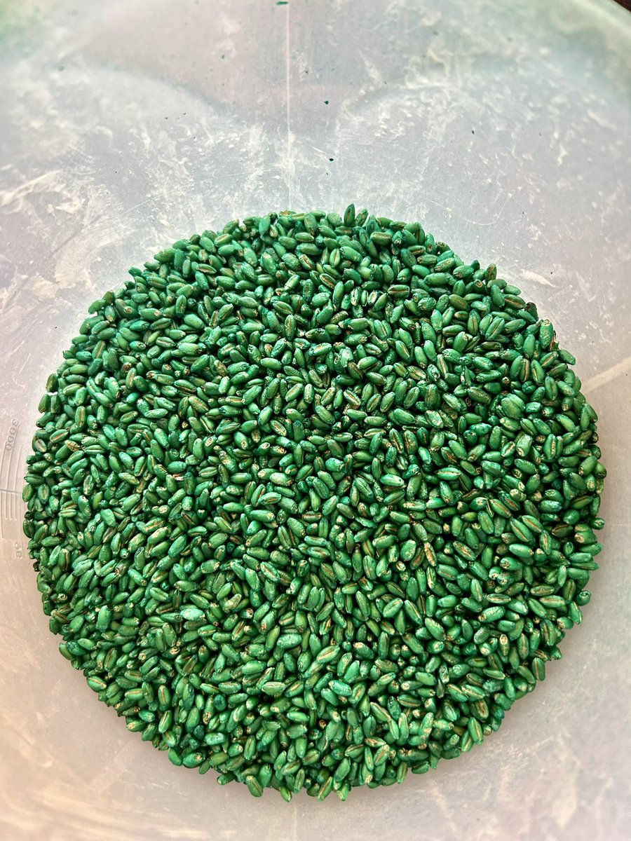 Direct Enterprises-Kansas-Missouri-Oklahoma (@bdallmandei) on Twitter photo For all of you <a href="/PioneerSeeds/">Pioneer Seeds U.S.</a> dealers who treat wheat. We can make a custom green wheat treatment for you guys! Hit me up and let’s keep your treater from looking like Christmas exploded in your drum! #RedGreen #wheat #winterwheat For all of you <a href="/PioneerSeeds/">Pioneer Seeds U.S.</a> dealers who treat wheat. We can make a custom green wheat treatment for you guys! Hit me up and let’s keep your treater from looking like Christmas exploded in your drum! #RedGreen #wheat #winterwheat