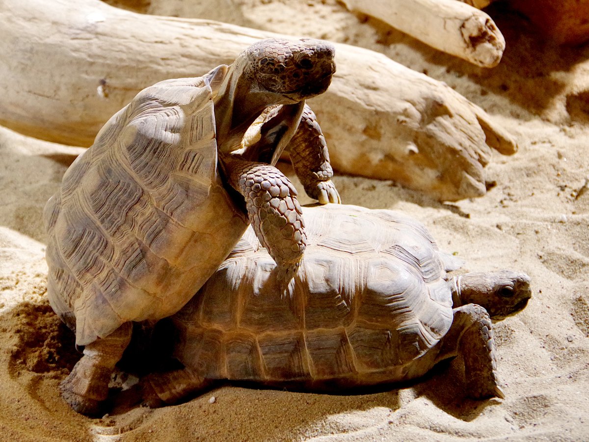 jhelebrant's tweet image. 22. hodina je dávno pryč a @UhlaOfficial snad promine, že jsem postuju takové #hardshell #tortoise #porn. 😜 Při cestě do pavilonu v @zoo_praha jsme měli obavy - jedna želva kousala druhou, při cestě zpět se do toho takto obuly až z krunýřů málem jiskry lítaly... 🤣