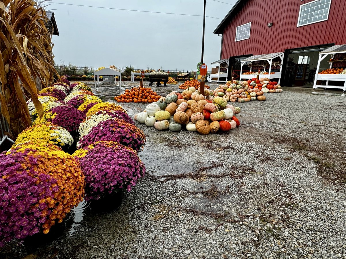 𝐑𝐞𝐚𝐝𝐲 𝐭𝐨 𝐝𝐞𝐜𝐨𝐫𝐚𝐭𝐞 𝐲𝐨𝐮𝐫 𝐡𝐨𝐦𝐞 𝐟𝐨𝐫 𝐟𝐚𝐥𝐥? 🍂 🎃 🍁 We've got everything you need! Mums galore, Gourds and many varieties of pumpkins to spice up your fall! 
𝐓𝐈𝐂𝐊𝐄𝐓𝐒: (available online or at the gate)   carolynspumpkinpatch.com