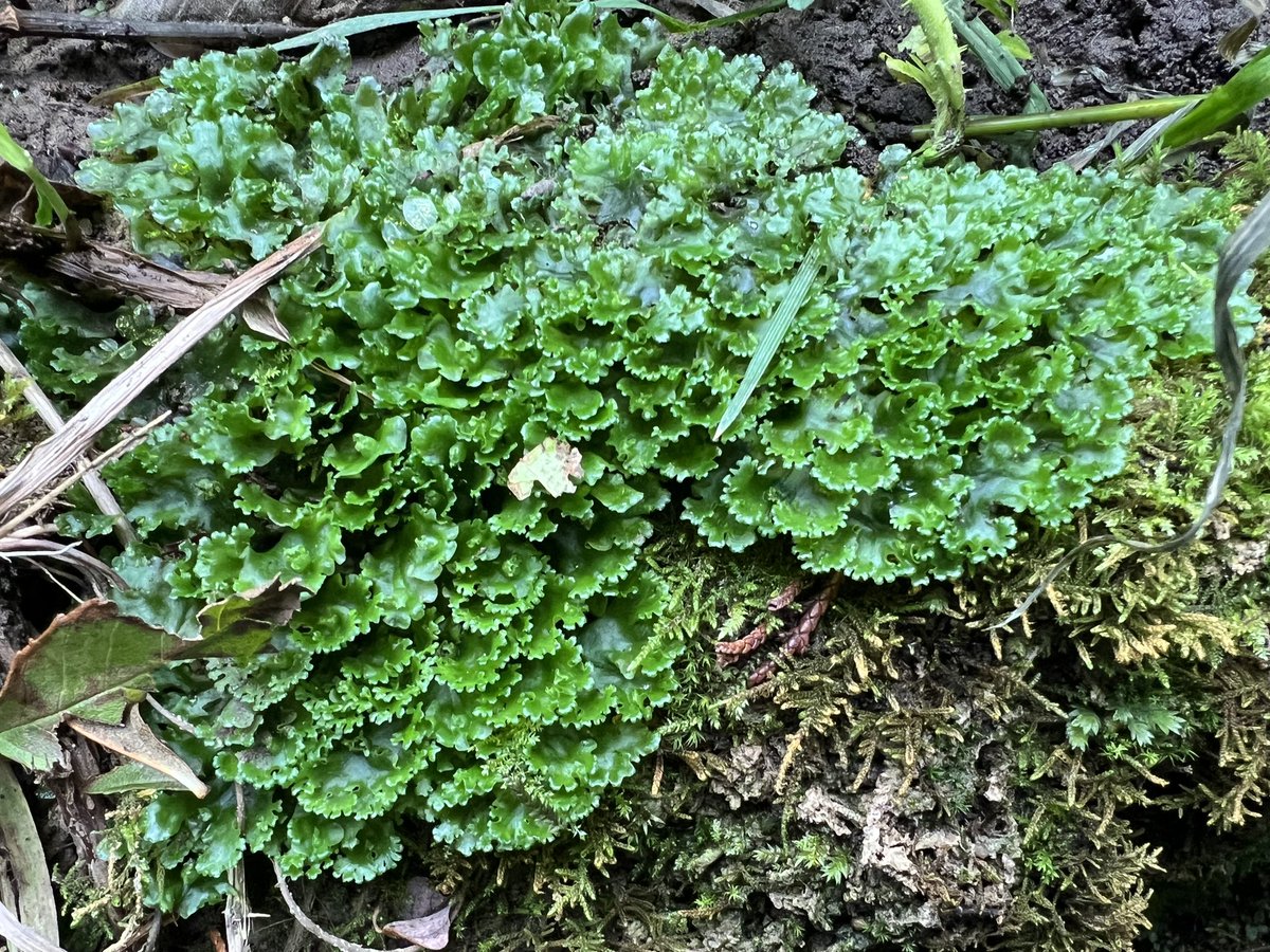 The liverwort Pellia endiviifolia in a petrifying spring today - illustrating its ‘endive’ name with lovely winter branching.