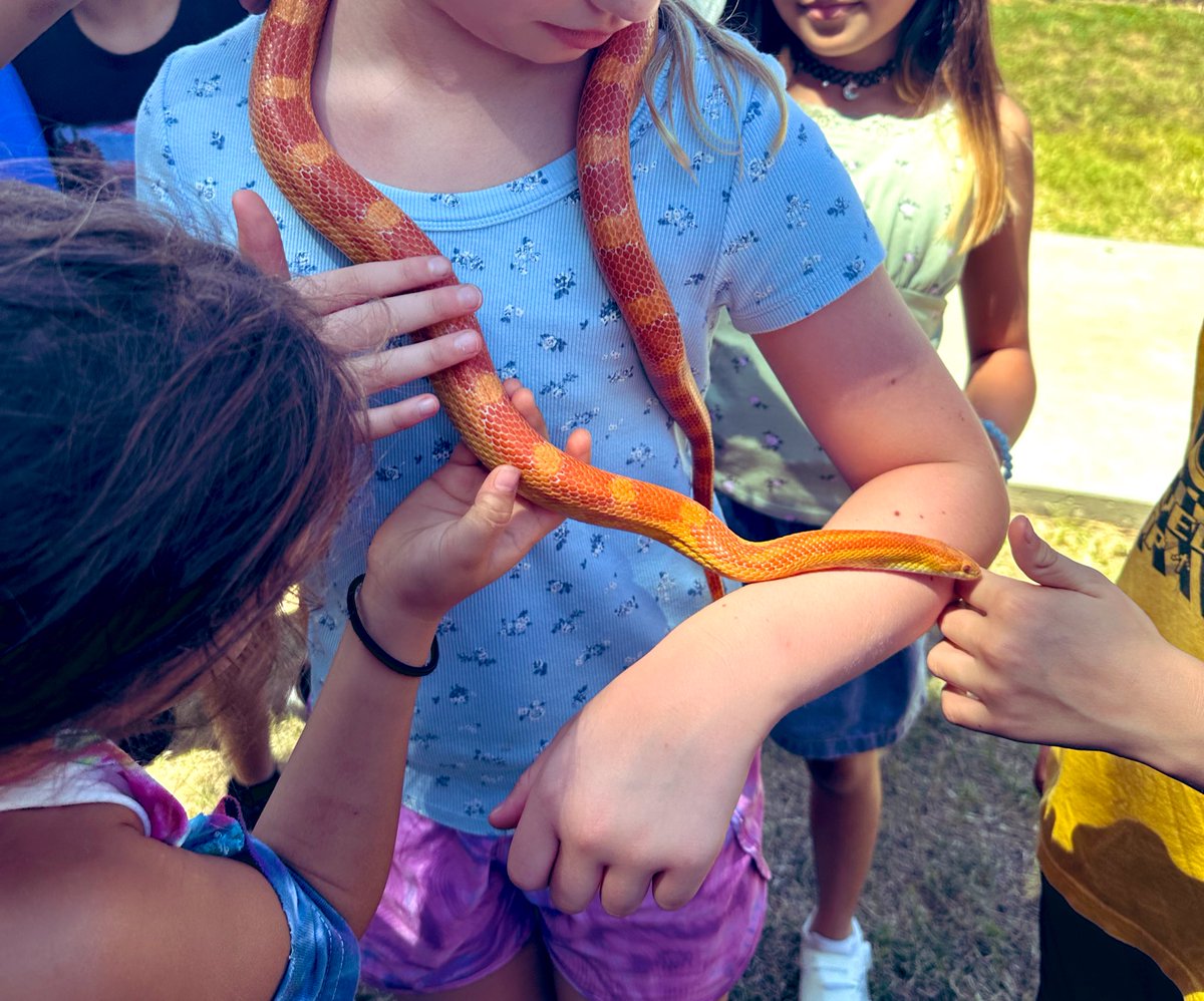 Robin Beasley, M.S., NBCT (@beasleysbunch) on Twitter photo I never thought my sweet Ellis would have to teach not judging someone until you know their character. He is an ideal animal ambassador if given the chance.
<a href="/PetsinClassroom/">Pets in a Classroom</a> <a href="/AustinISD_STEM/">AISD STEM</a> #snakes #DontJudgeABook I never thought my sweet Ellis would have to teach not judging someone until you know their character. He is an ideal animal ambassador if given the chance.
<a href="/PetsinClassroom/">Pets in a Classroom</a> <a href="/AustinISD_STEM/">AISD STEM</a> #snakes #DontJudgeABook