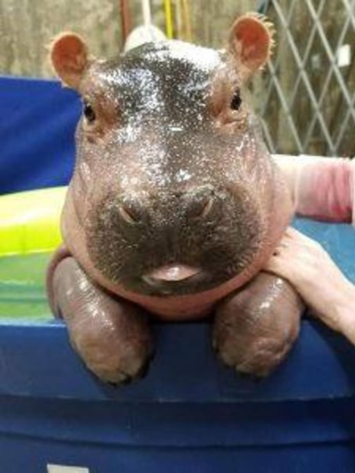 FIONA THE HIPPO CT0 tweet media