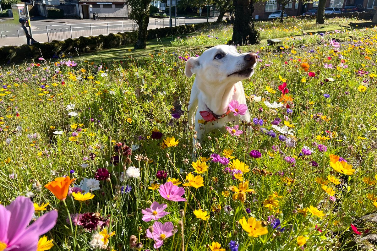 Amongst the last of the summer blooms today