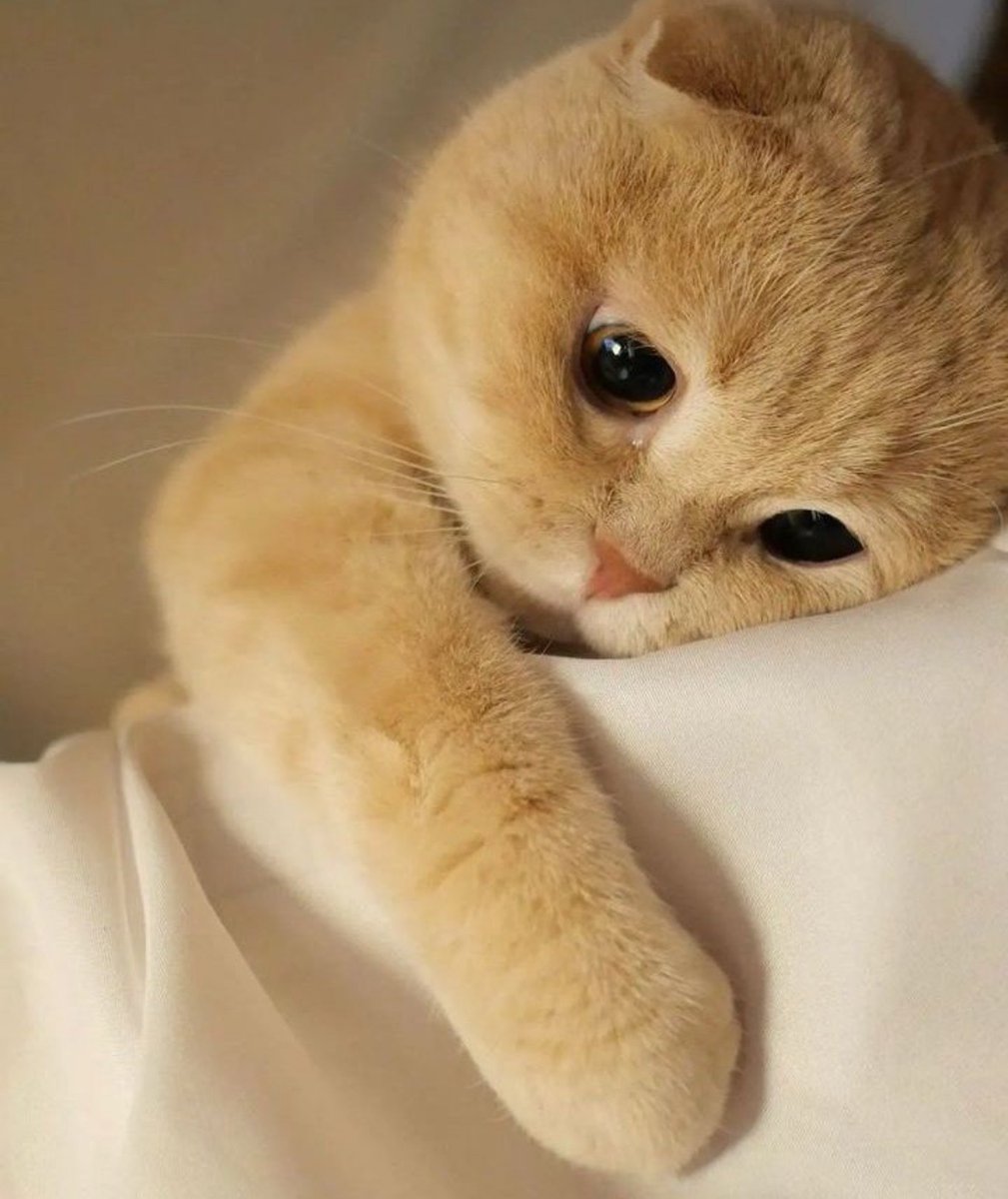 -bişe mi oldu

+yoo çok iyiyim