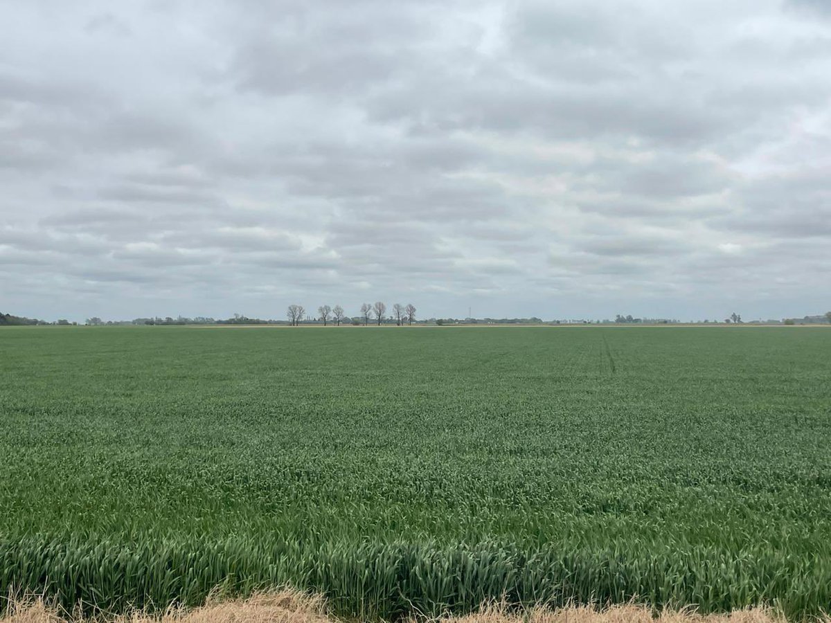 Trigo 🌾 

📍Carabelas, Rojas 🇦🇷