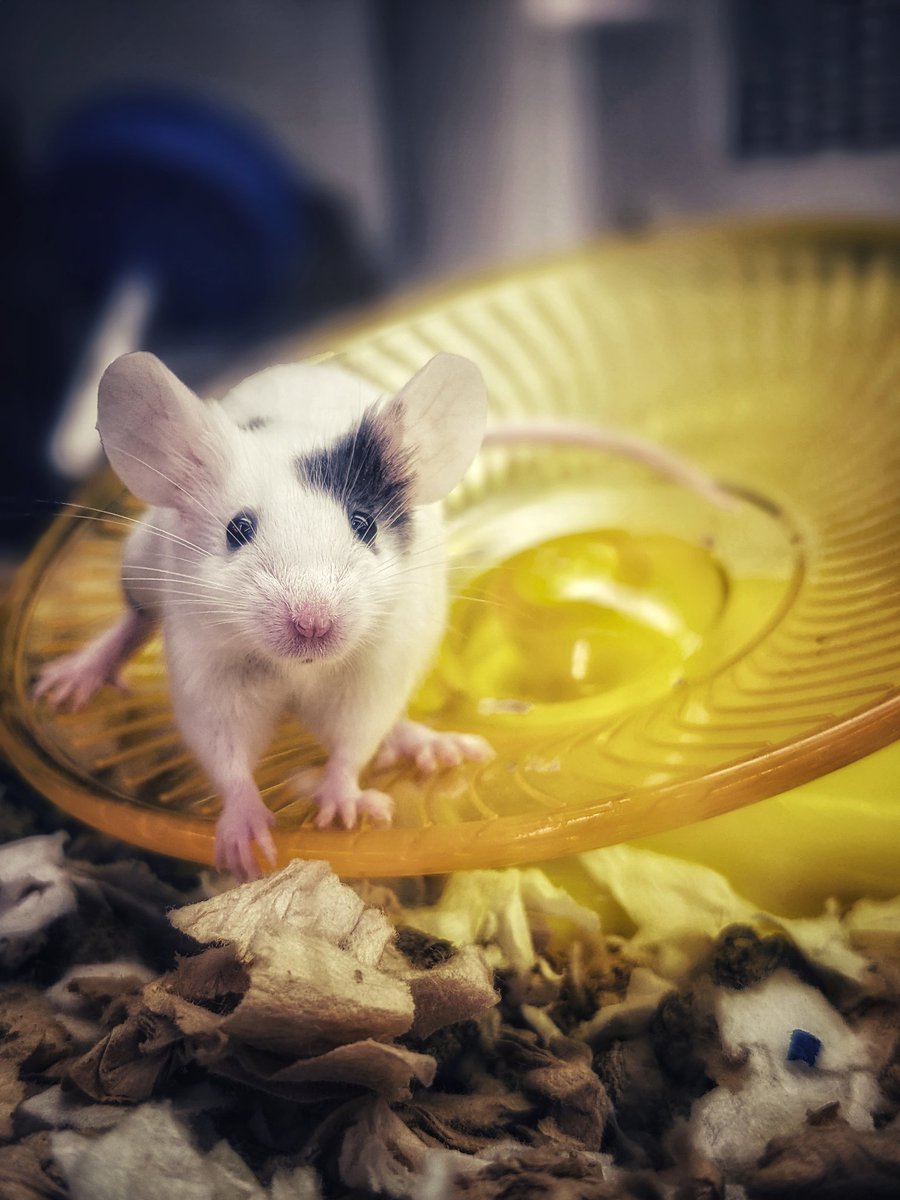 Zomgitsan_alias tweet media