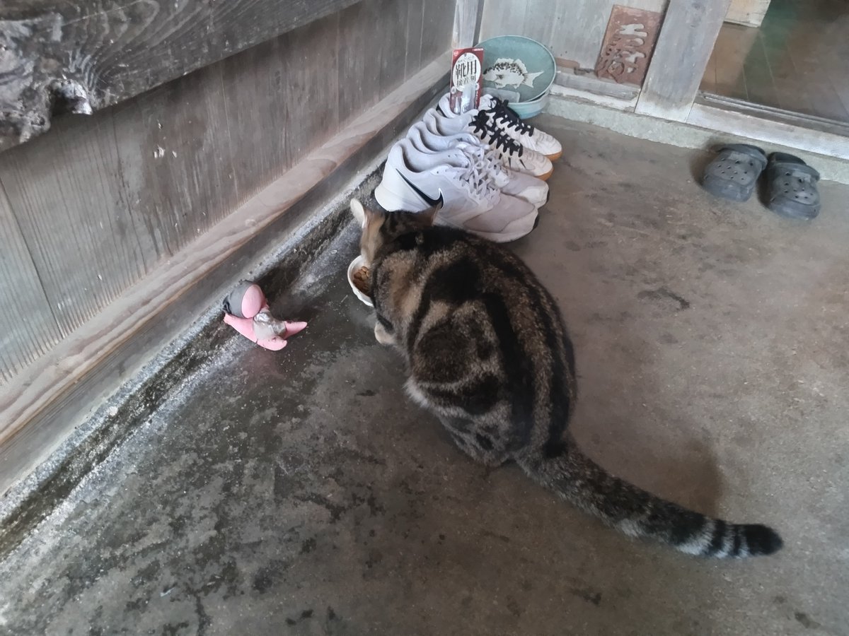 朝ごはん  🐾

もくもくと

食べてるよ

ネコは  

食べながら

歯磨き

してるん だって

えらいよね  ～  🐾