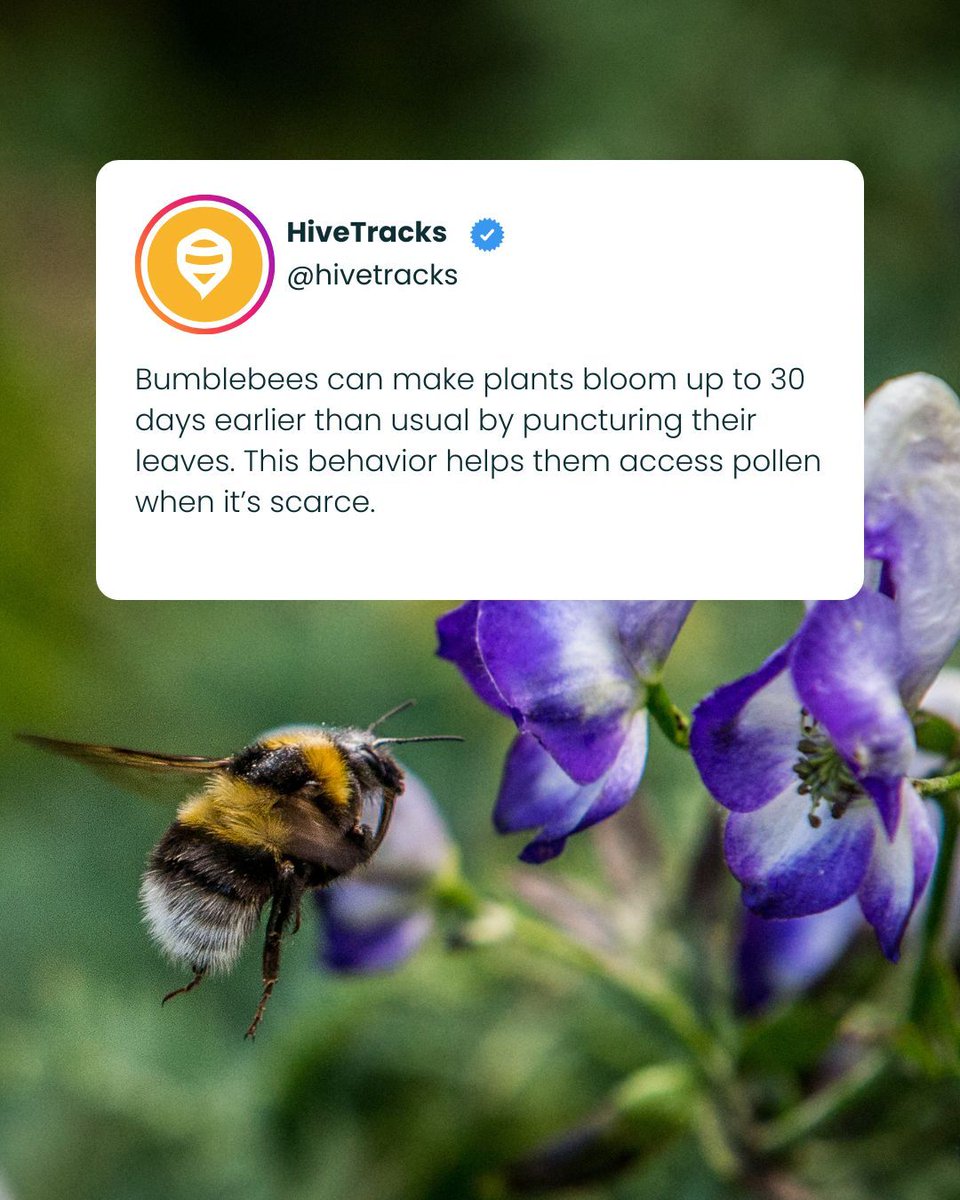 The secret behind bumblebees’ half-moon shaped plant confetti! 🌿🐝 Keeping in sync with flowering plants is a major challenge for pollinators, especially with changing environmental conditions, and bees never cease to amaze us with their inventive solutions. 🌍💫