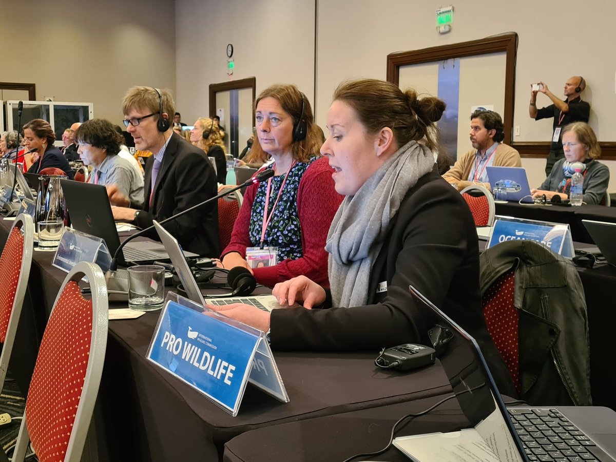 14 Mio kg Walfleisch aus #Island + 2 Mio kg aus #Norwegen wurden in den letzten 20 Jahren nach Japan exportiert. Diese schockierenden Zahlen hat Pro Wildlife heute auf der #IWC-#Walfang-Konferenz in Peru vorgebracht.

#CITES @BMEL <a href="/DNR_biodiv/">DNR Biodiversität</a> #IWC69