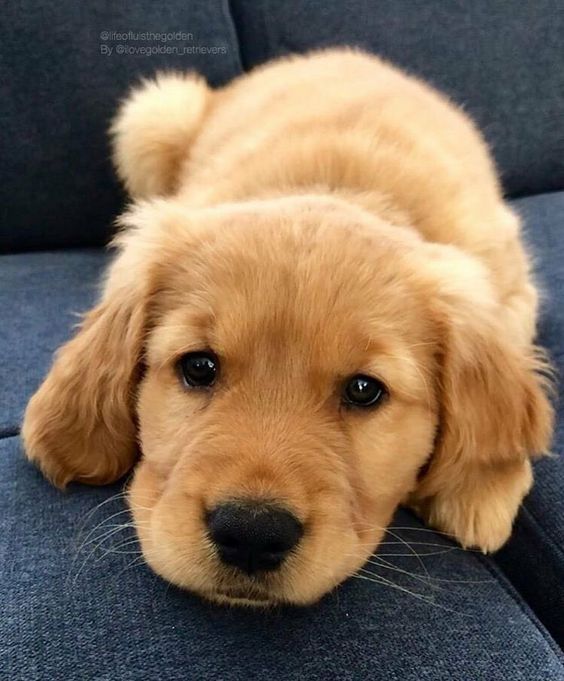 Cuties Puppies (@cutiespuppies) on Twitter photo 