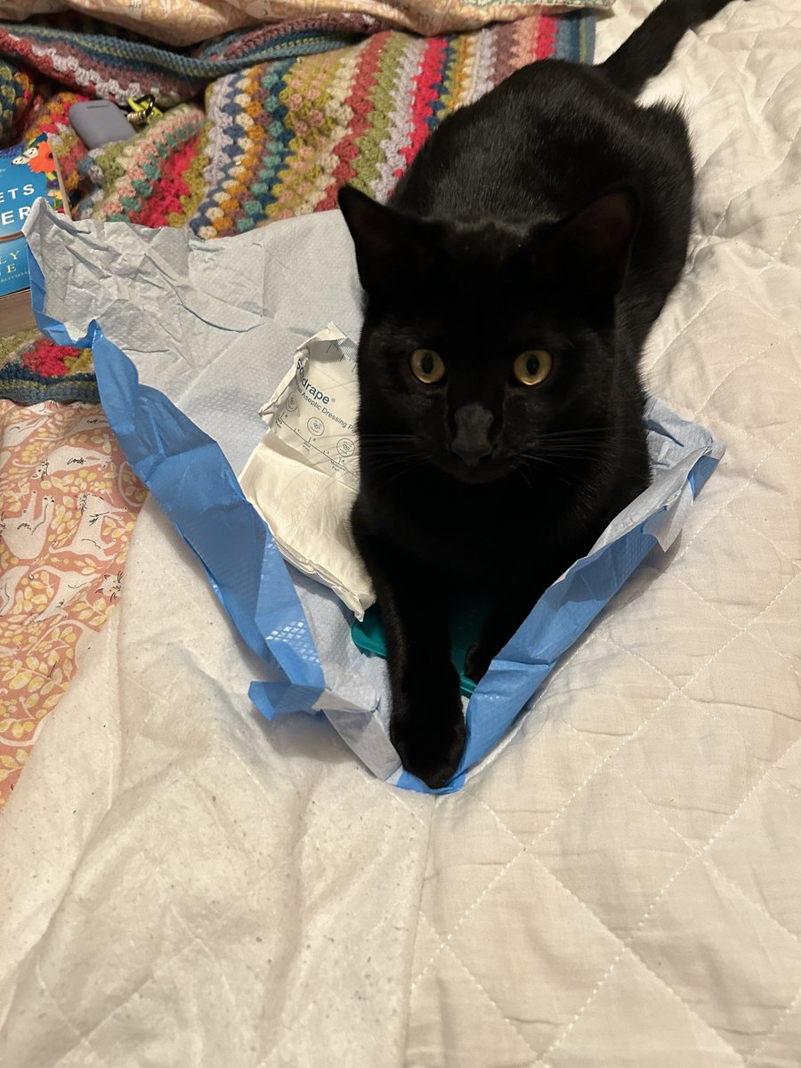 craftynursewithcats (@studentnurse792) on Twitter photo When your husband comes in from the football and is glad he’s married a nurse (and the cat sits on your sterile field ) 😂😂<a href="/ManUtdvault/">Man Utd Vault</a> #nurselife #nursing When your husband comes in from the football and is glad he’s married a nurse (and the cat sits on your sterile field ) 😂😂<a href="/ManUtdvault/">Man Utd Vault</a> #nurselife #nursing