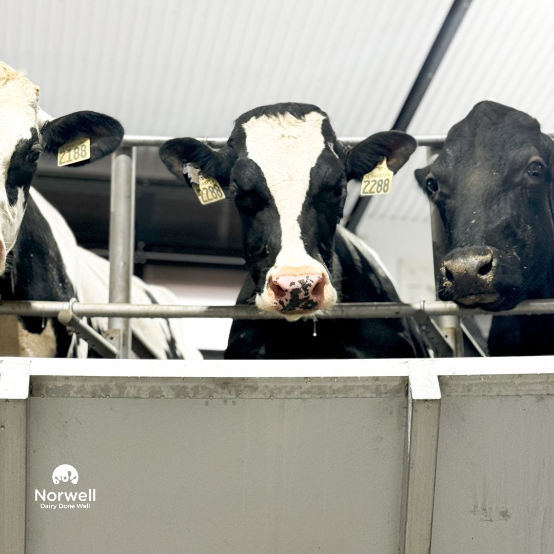 Cranbrook 3 week update!  Stopped in to see the afternoon milking yesterday and the cows and the Terpstra family are all very happy with the new @delaval E500 rotary!
Both the family and the cows have adjusted well and they are working away at getting all the Behavior Analysis