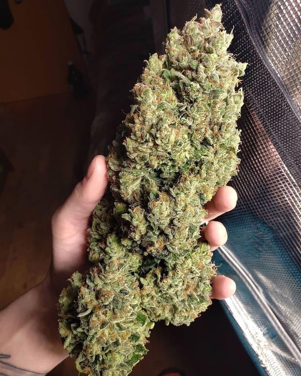 kushmatt_'s tweet photo. What are you smoking today? https://t.co/ZMlzvEKHsc