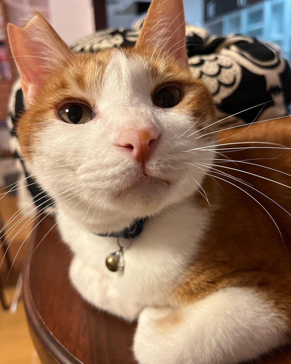 「なんにゃ？💛」

#猫好きさんと繋がりたい
#ねこねこはっちゃんねる
▶︎ <a href="/CatsHATCHANNEL/">ねこねこはっちゃんねる</a>