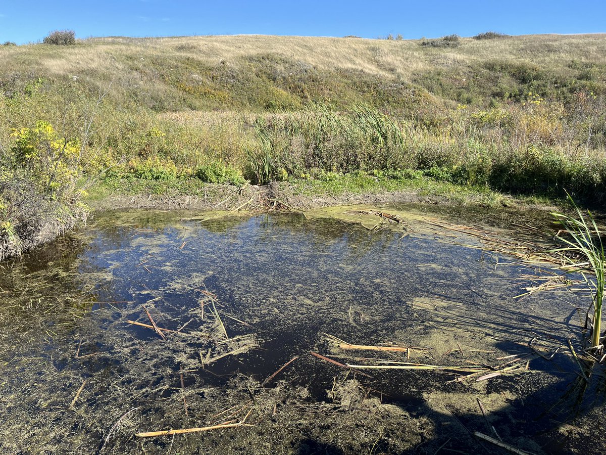 Cherie Westbrook (@ecohydro_gal) on Twitter photo Such a joy to spend the afternoon with a <a href="/usaskgeogplan/">USask Geography & Planning</a> undergrad field hydrology class learning at culturally and ecologically rich <a href="/Wanuskewin_Park/">Wanuskewin</a> Such a joy to spend the afternoon with a <a href="/usaskgeogplan/">USask Geography & Planning</a> undergrad field hydrology class learning at culturally and ecologically rich <a href="/Wanuskewin_Park/">Wanuskewin</a>